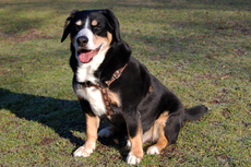 Entlebucher Sennehund_2.jpg